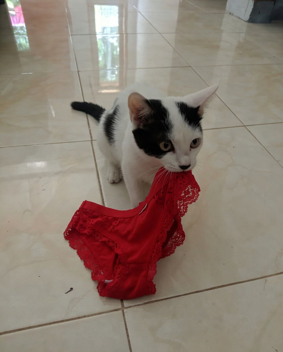 aril piterpen tweet media