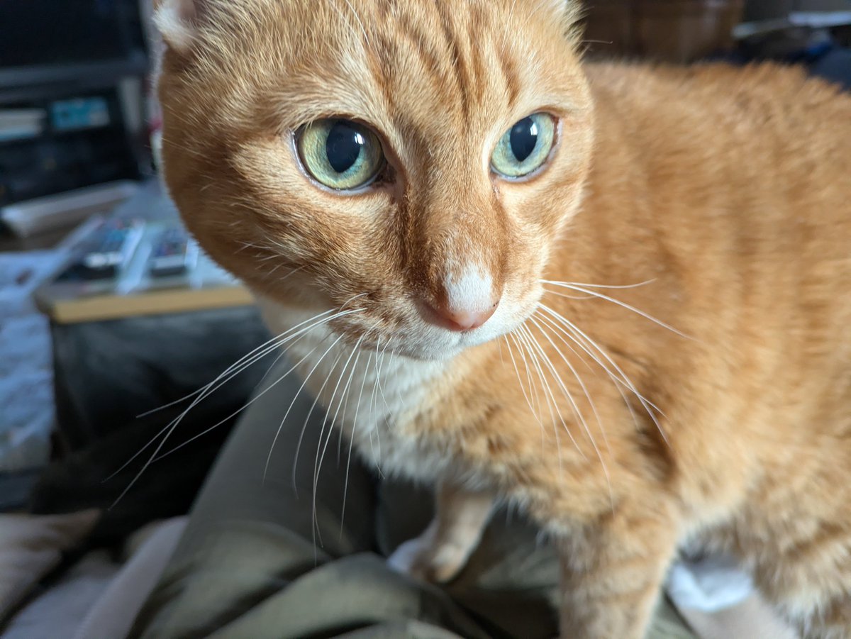 森のくまさん。 tweet media