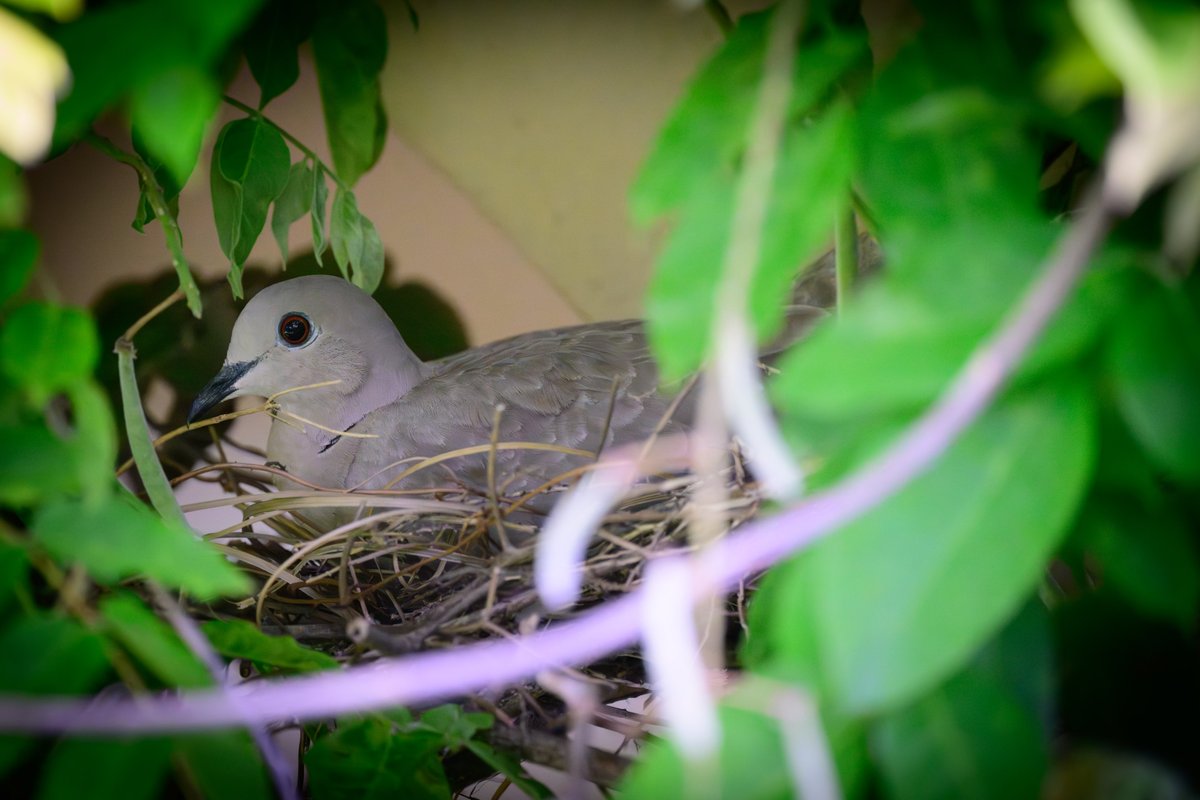 dparody's tweet image. Collared Dove has made a nest in my Wisteria in the Garden. Don't worry photo taken with 800mm at a distance of over 10M!  She won't be disturbed! #birding