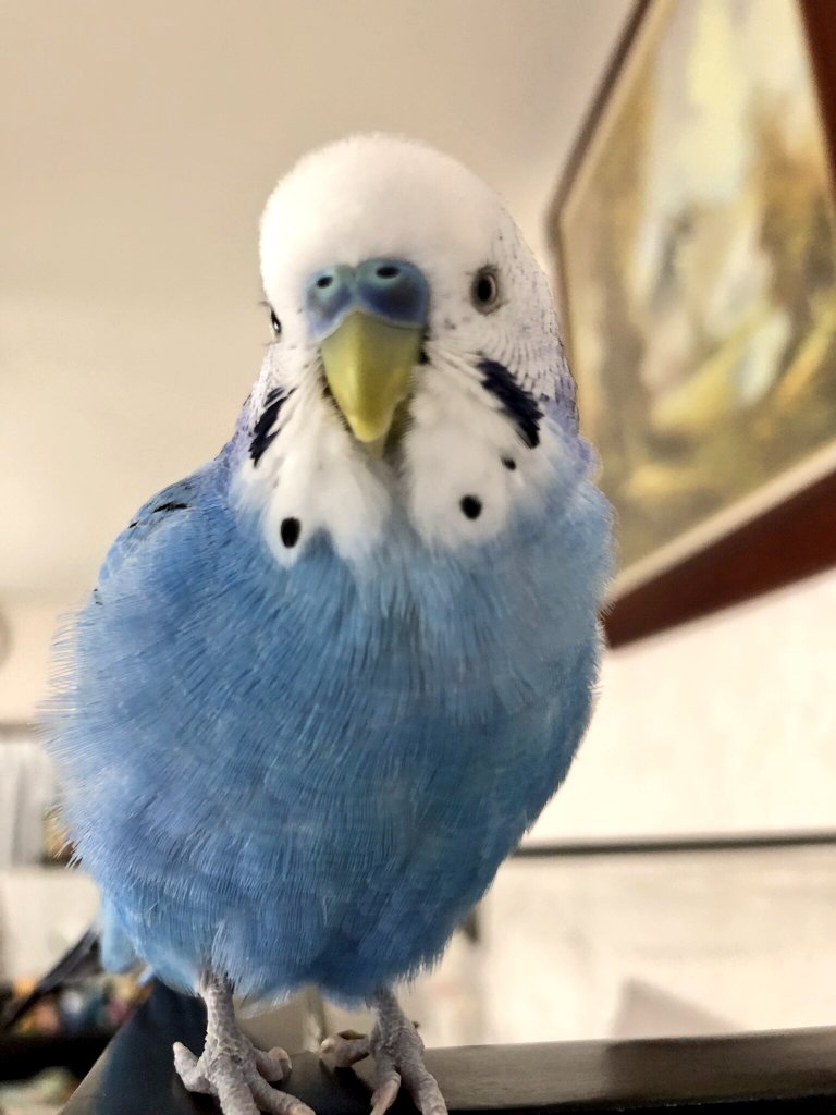 猫社長 tweet media