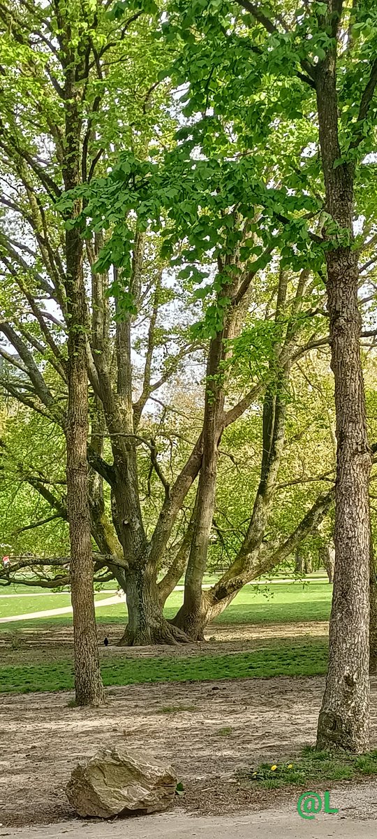 Letta_vi64's tweet image. 💚 #nature #tree

📸.
