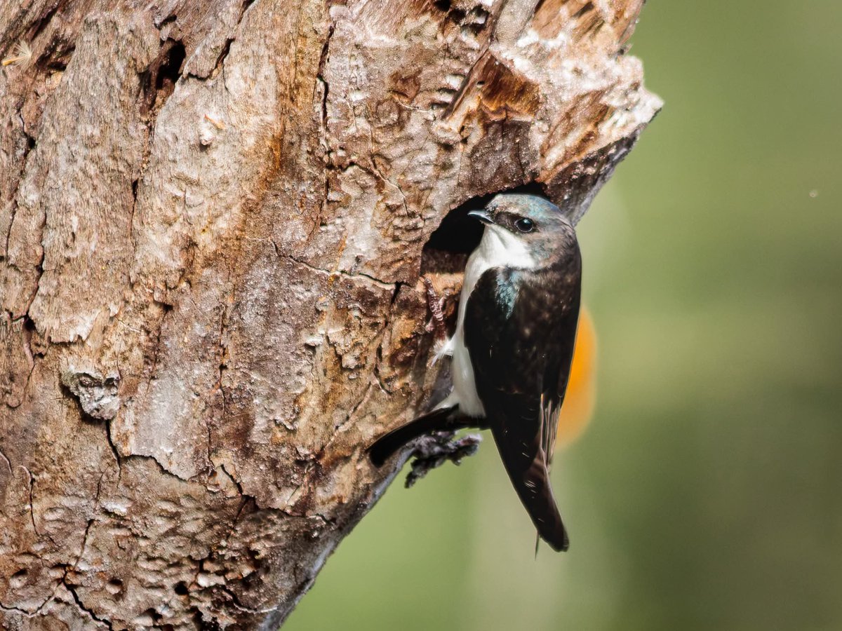 Chere' Evans tweet media