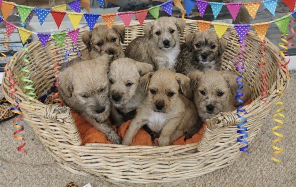 day4art's tweet photo. Hoera! 🥳 🎈wij zijn jarig vandaag! 🎶🦴🐾🥰 https://t.co/aV6q3BfkSW