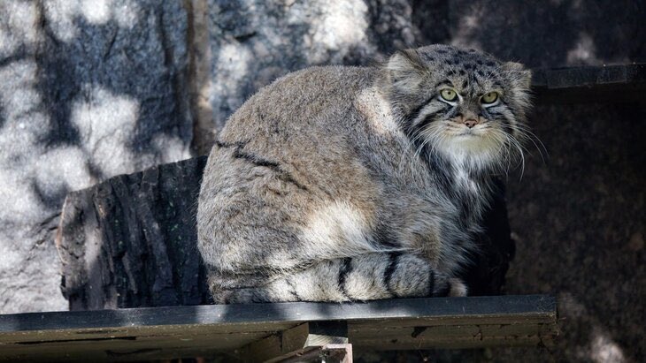 русский императив tweet media