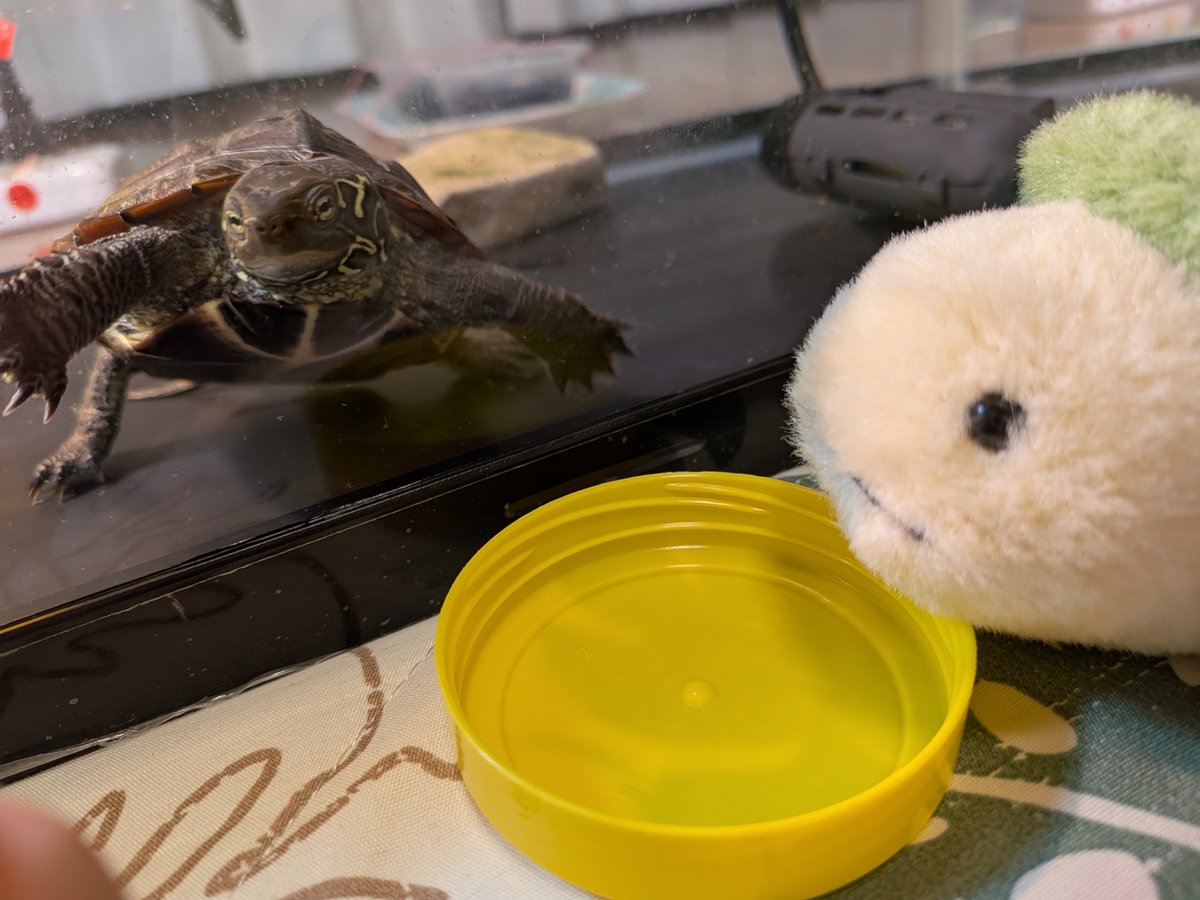 クサガメのバーニー tweet media