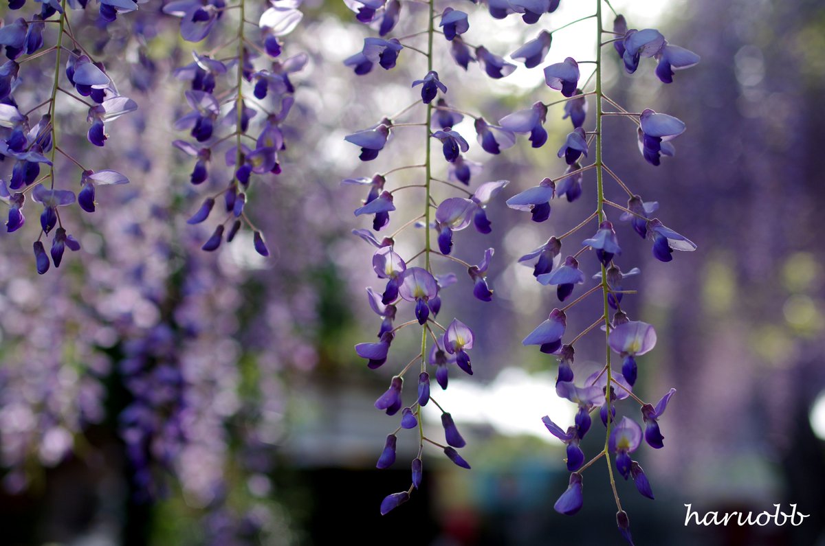haruobb's tweet image. 西新井大師の藤
今年は、鯉のぼりと一緒には撮れませんでしたが、
花の状態は良かった。
花・花・花に囲まれて！
満開の藤の花と香りを楽しんできました。
撮影日：2026.04.19
#藤 #西新井大師 #flower #香り 
#花 #写真 #photo #満開 #フジ #フジの花 #藤の花