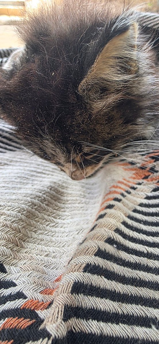 🐾help Animal Gaza🐾 tweet media