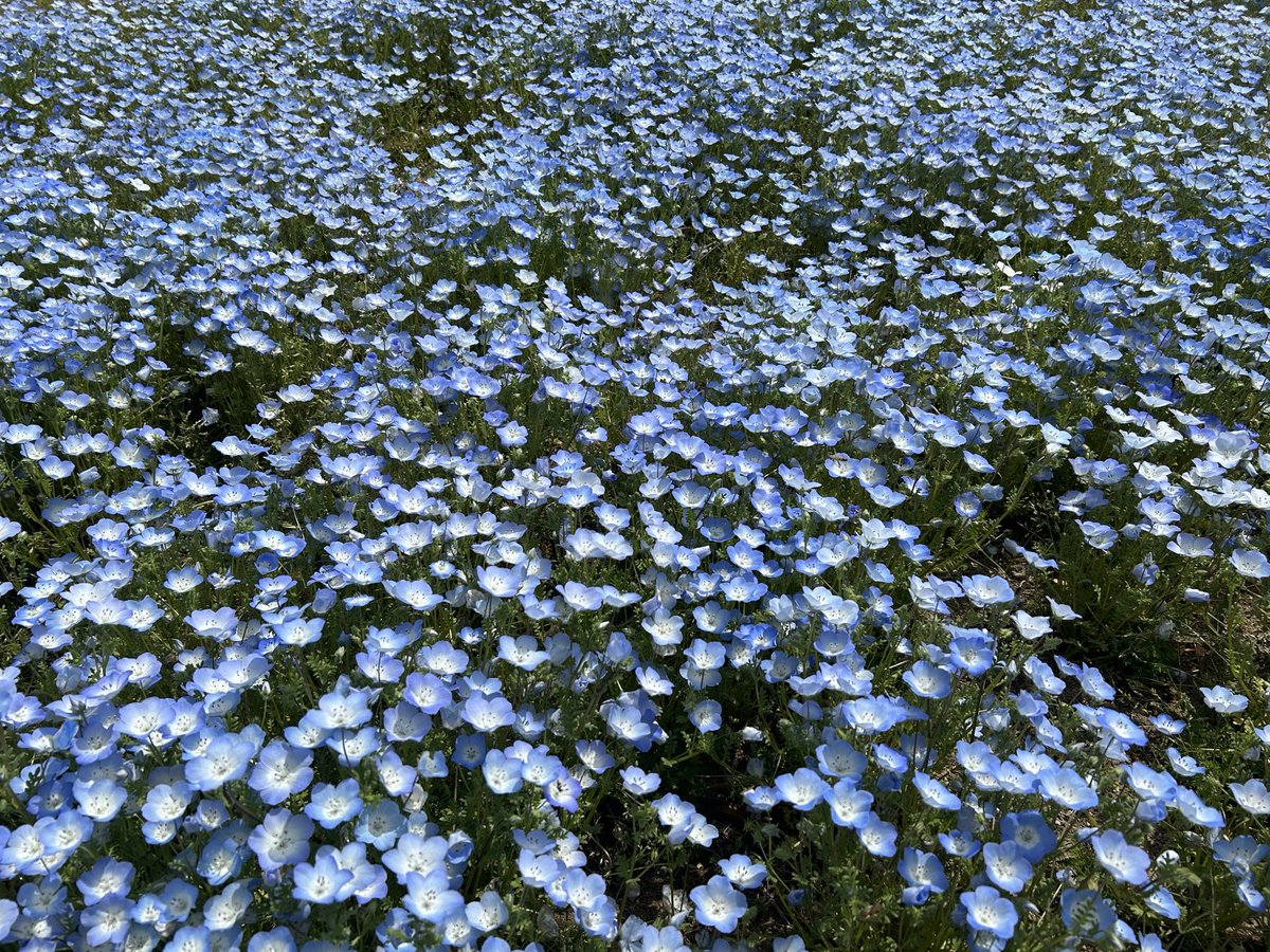 くろねこノアティー tweet media