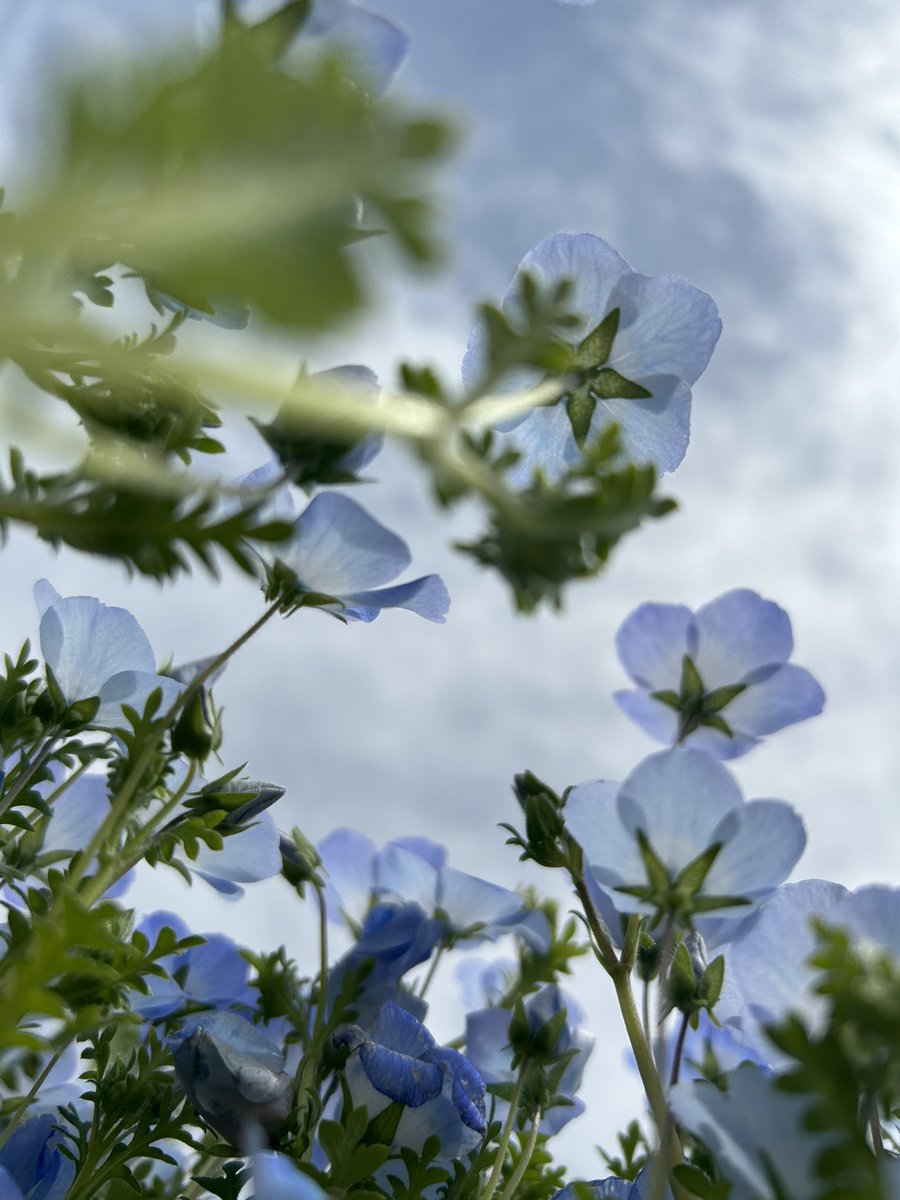 くろねこノアティー tweet media