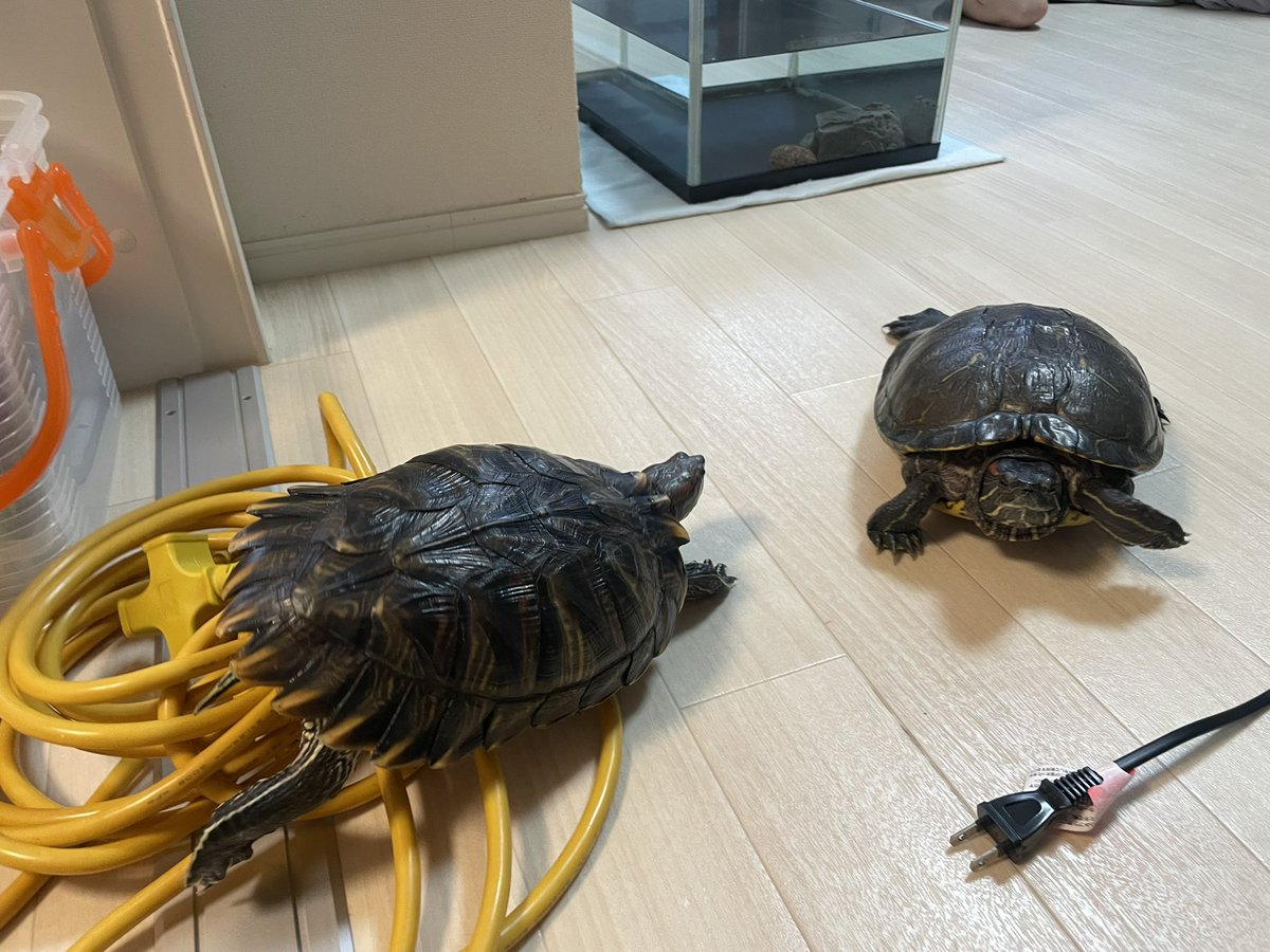 わんぱち tweet media