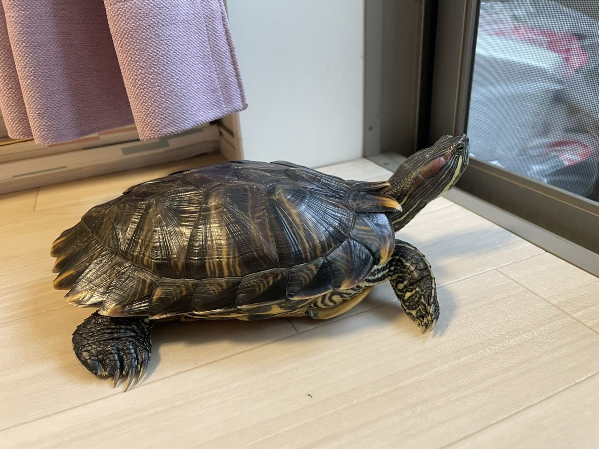 わんぱち tweet media