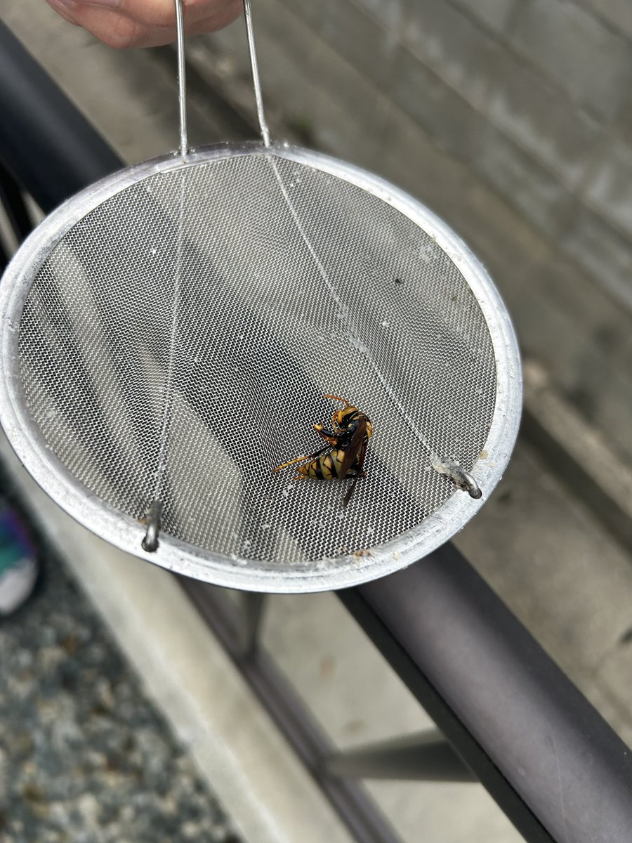 🤮A.(あめゆき)🐏🧡 tweet media