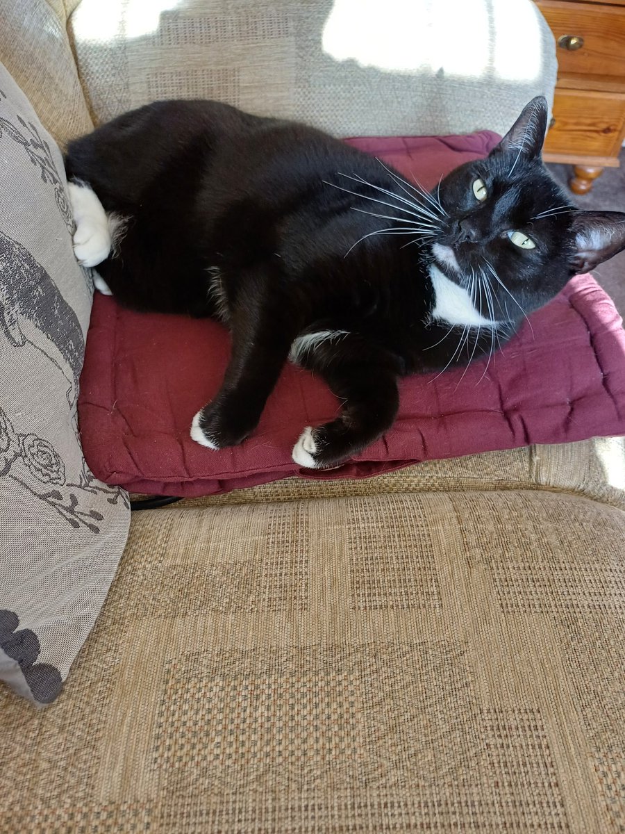 Special meows and thanks for all your Happy Birthday wishes yesterday from Sir Harry.  ❤️❤️❤️❤️❤️