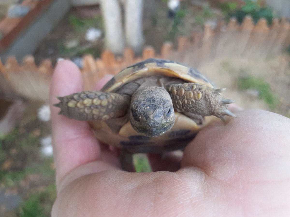 ココ・ジャンボ🐢🔑 tweet media