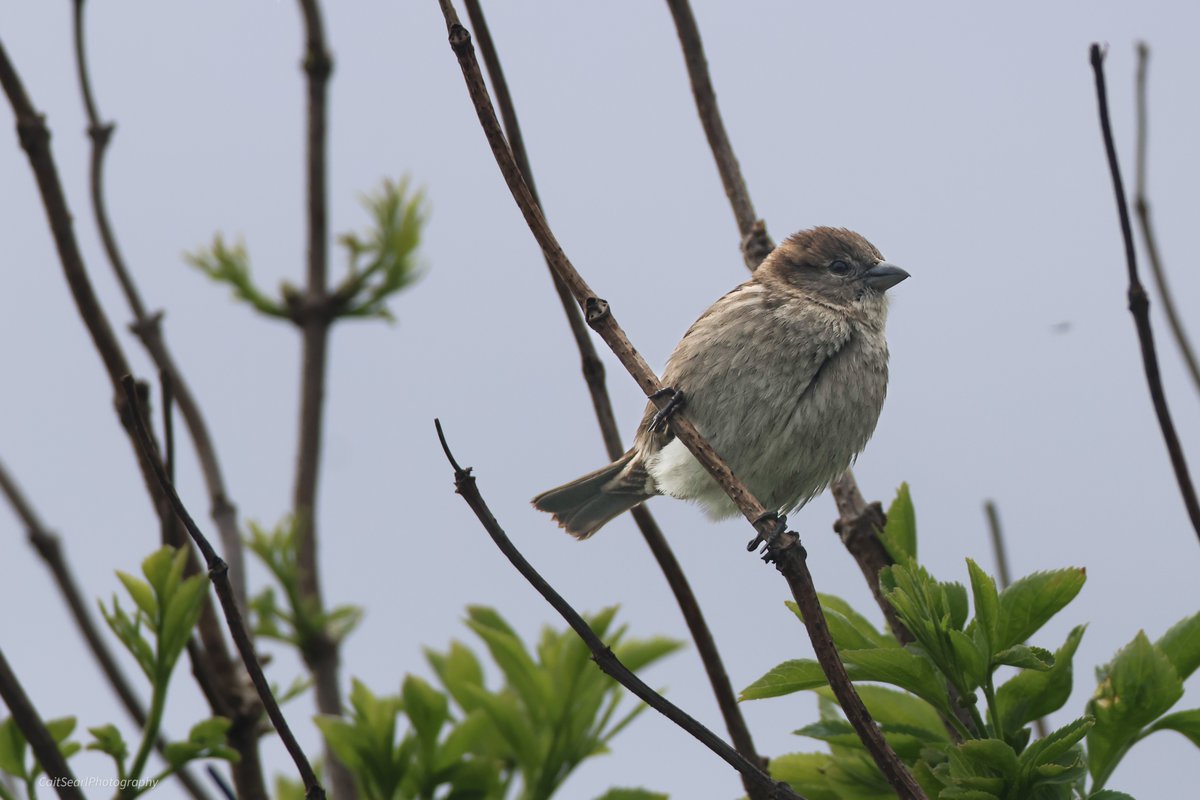 Cait Searl tweet media