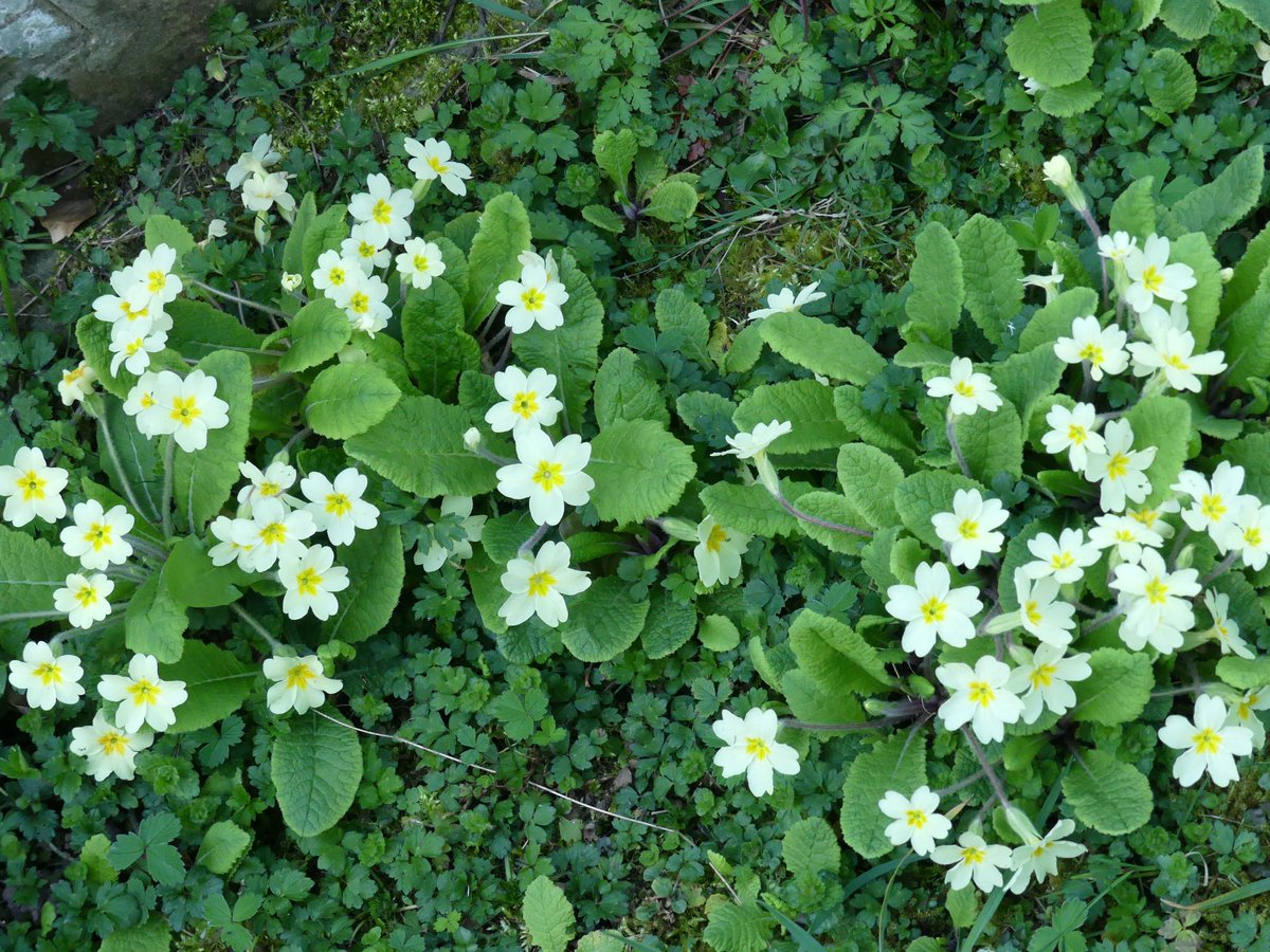 CarolineIrwin3's tweet photo. #PrimroseDay Primroses from the churchyard of St George's, Orleton, Herefordshire. https://t.co/lBre3Fd3Oi