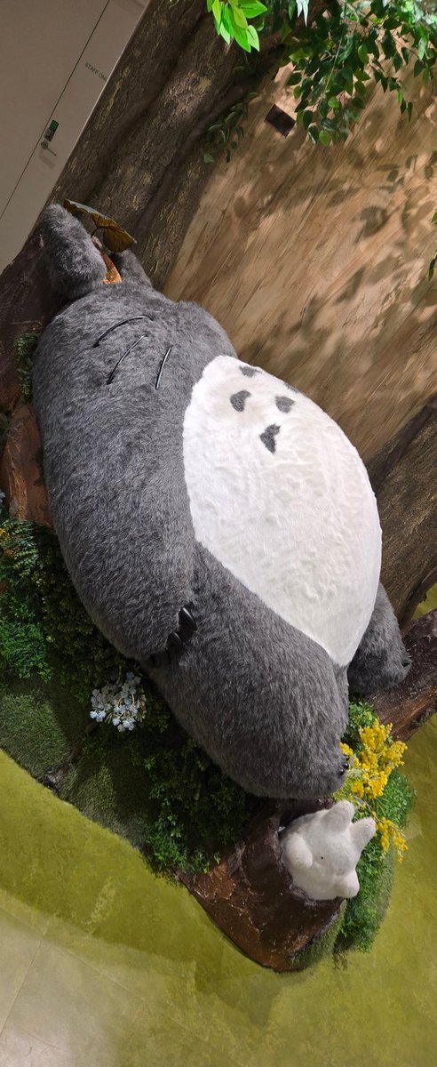 媛ぬこ™ tweet media