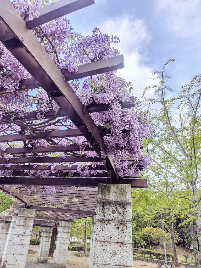 藤の花🍃よい香り☺️
