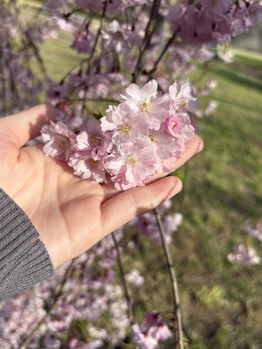 🫧桜海月 麗音🍃🌸 tweet media