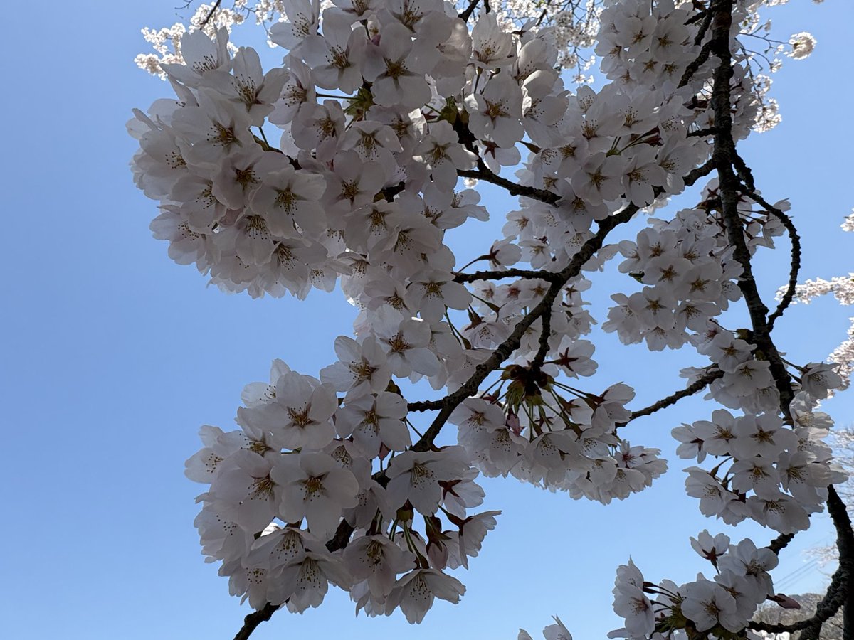 🫧桜海月 麗音🍃🌸 tweet media