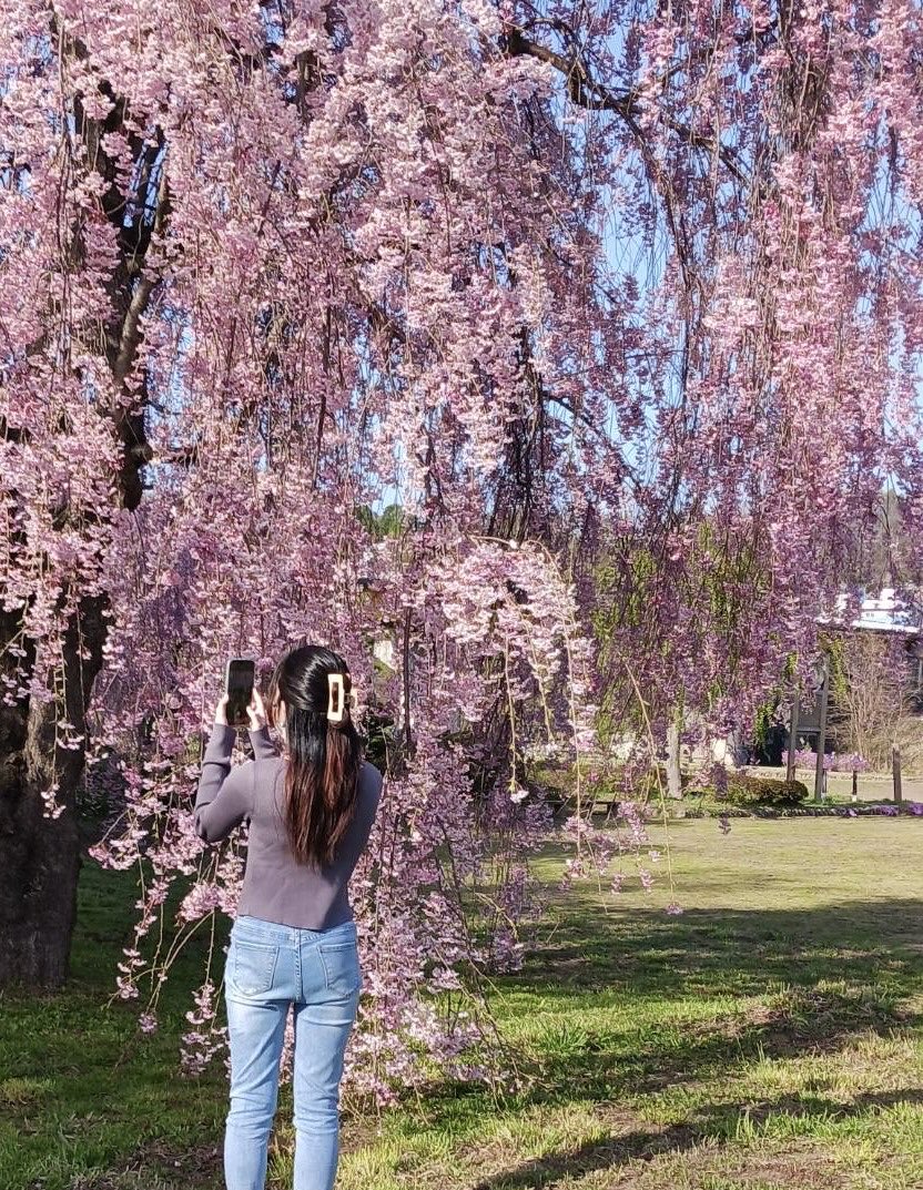 🫧桜海月 麗音🍃🌸 tweet media