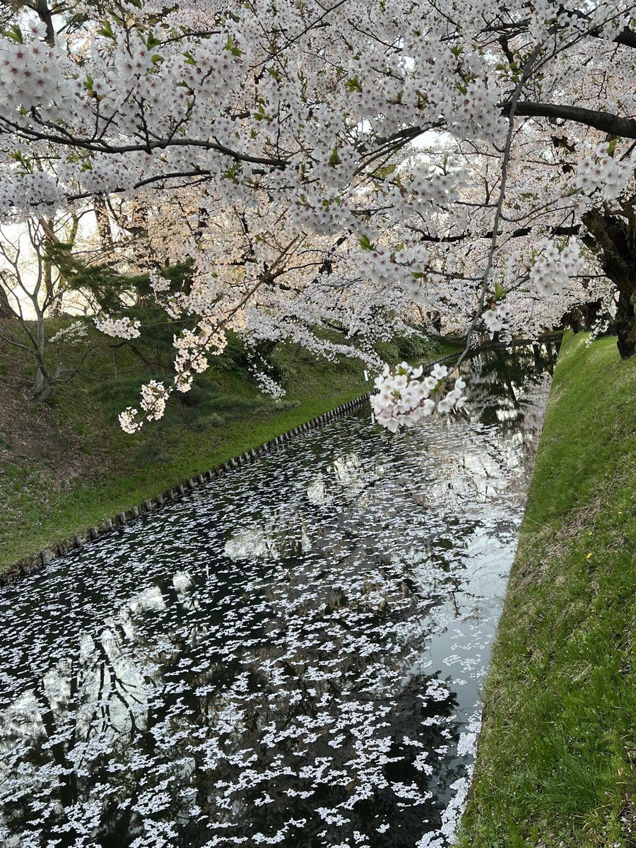 at_longest's tweet photo. ハルニサク〜 https://t.co/zBYIc3DVLZ