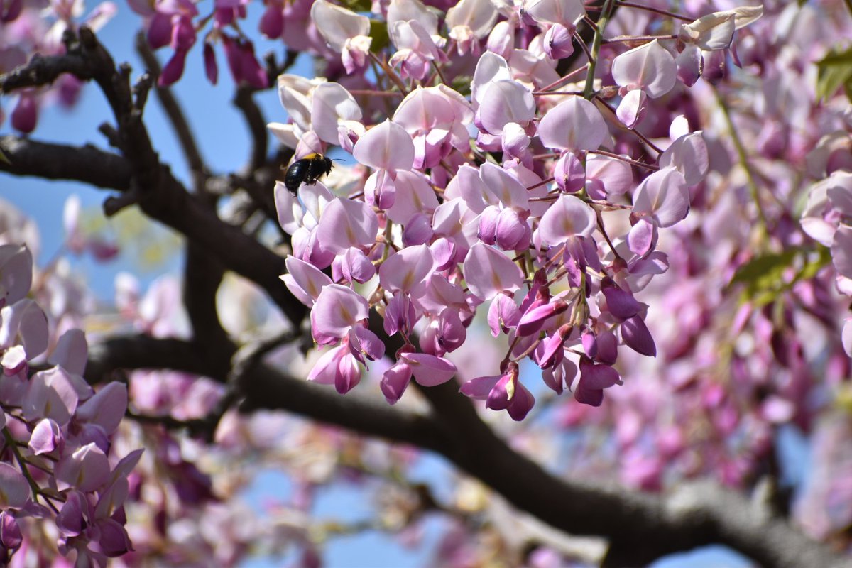 みゅう tweet media