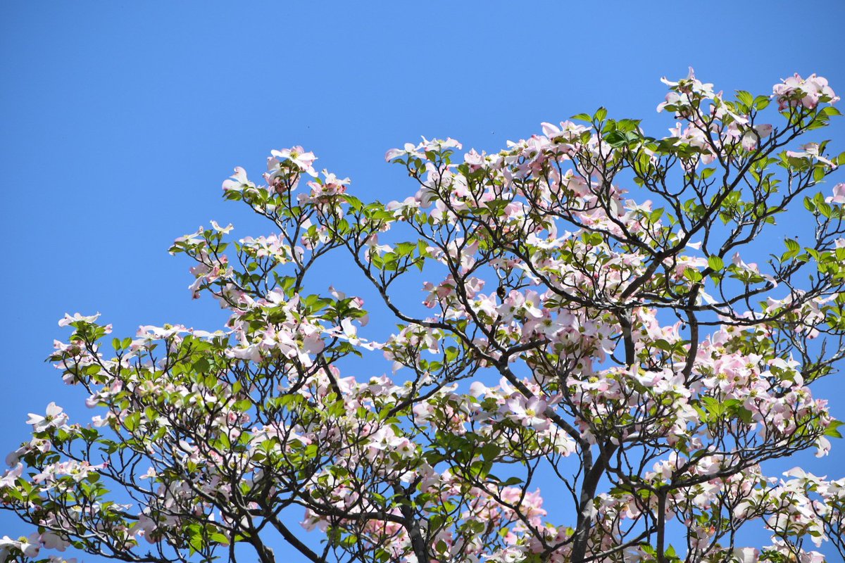 みゅう tweet media