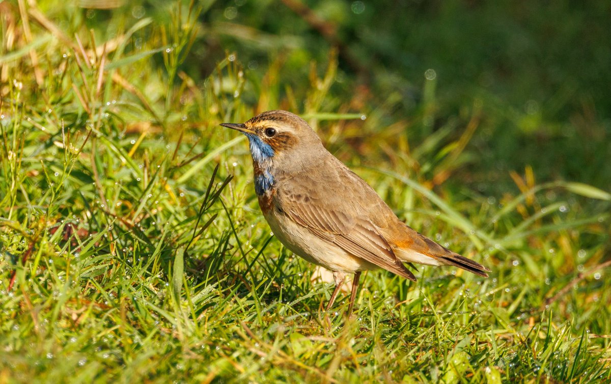 sevans1032's tweet image. The Bluethroat at Swineham was a right show off giving superb views. #birdsseenin2026 #birds