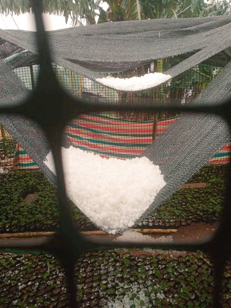 Thanh Nghệ | Clara Herbal tweet media