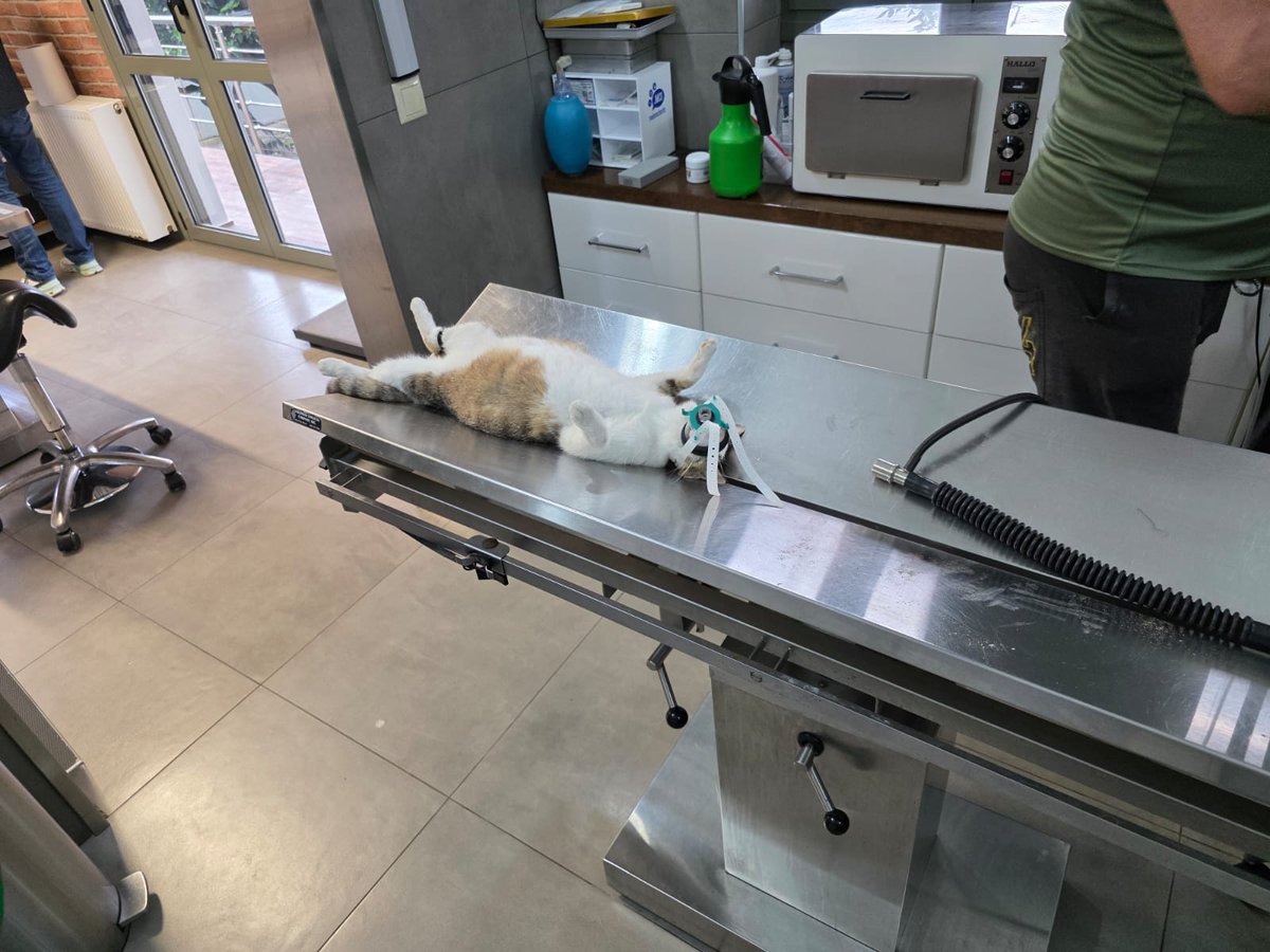 Reginas Tierrettung Preveza Griechenland 🐱 tweet media