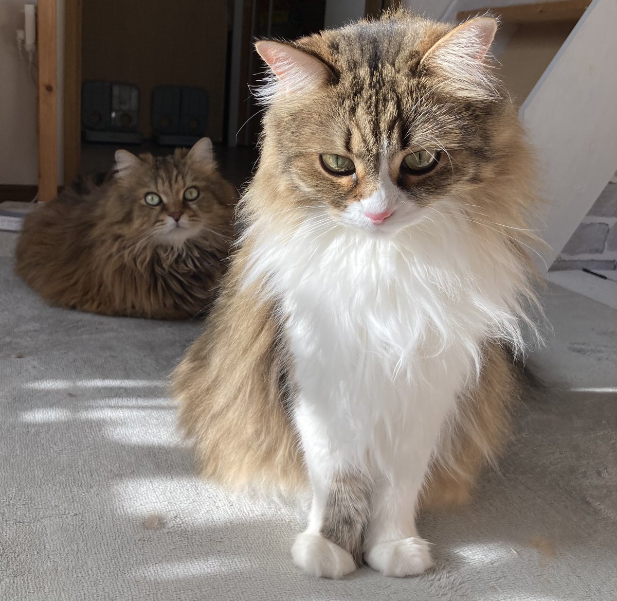 ゴマ太郎🦁とコメ太郎🌾 tweet media