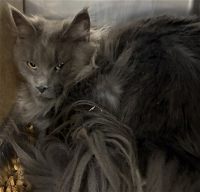 facebook.com/photo/?fbid=13…
❤️CHADETTE -- ID# A841761

Temperament: FRIENDLY

I am a female gray Maine Coon.

The shelter staff think I am about 6 years old.

I have been at the shelter since April 17, 2026.

I will be available for adoption or rescue on April 22, 2026.

I am