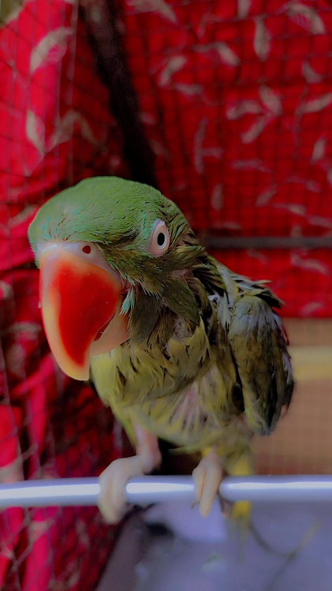 falakfatma tweet media