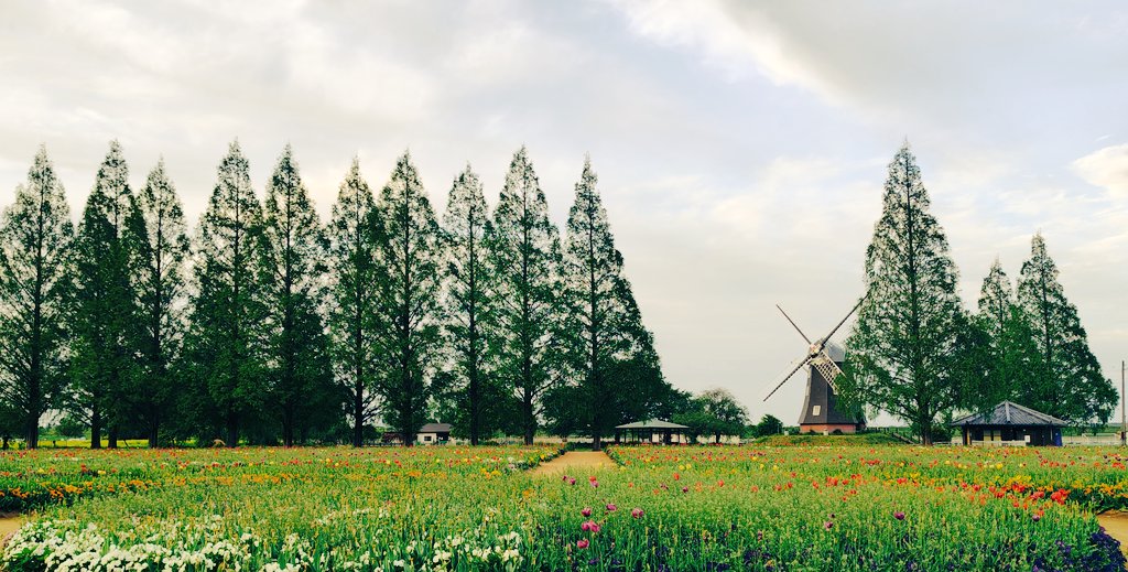 寝込んでいる間にチューリップまつりは終わっていた。千葉県柏市