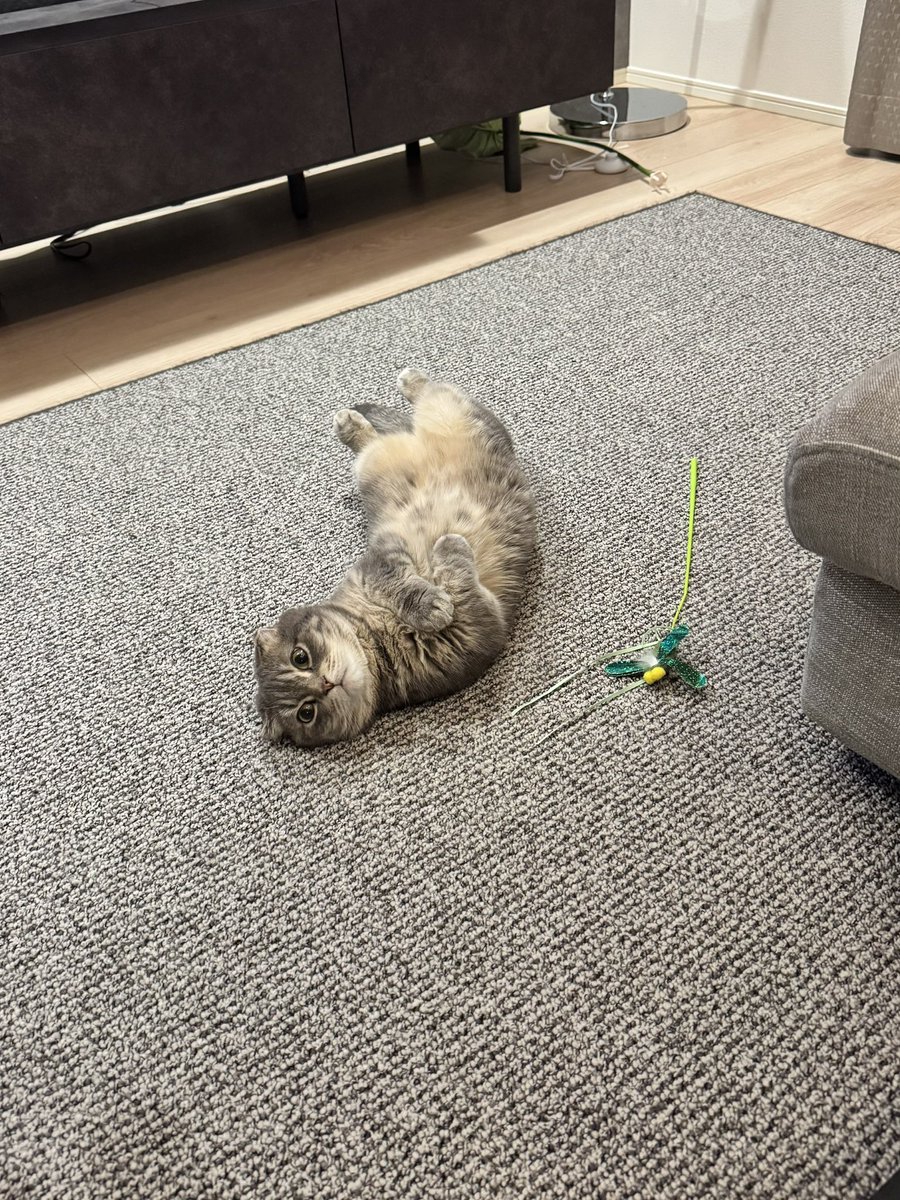 shake_1121's tweet image. 遊んでアピール中🥸