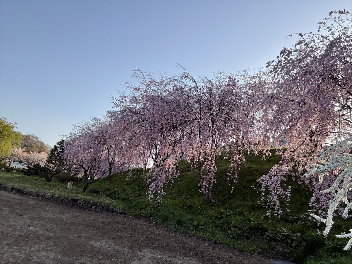 🫧桜海月 麗音🍃🌸 tweet media