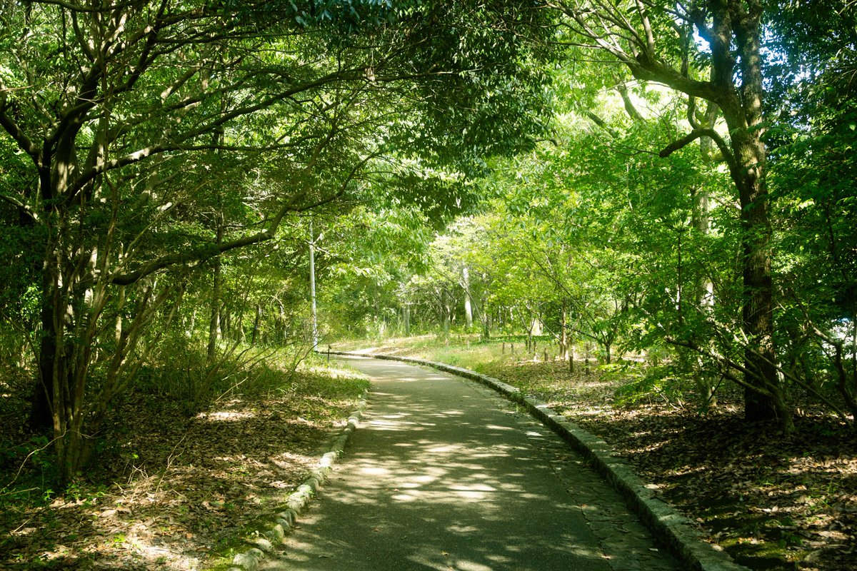 木陰 (@kokage_lumiere) on Twitter photo 