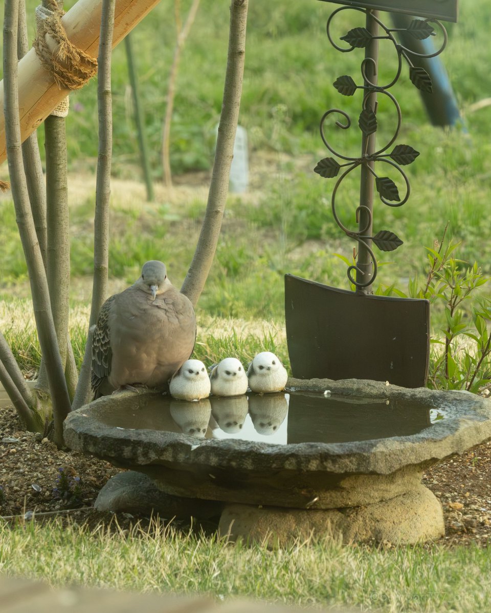 ぼんぼり＠野鳥日和 tweet media