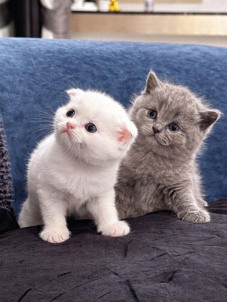 catcutesss family (@cutecat62) on Twitter photo 