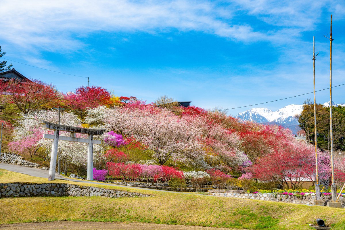 supremeさんの写真部屋 tweet media