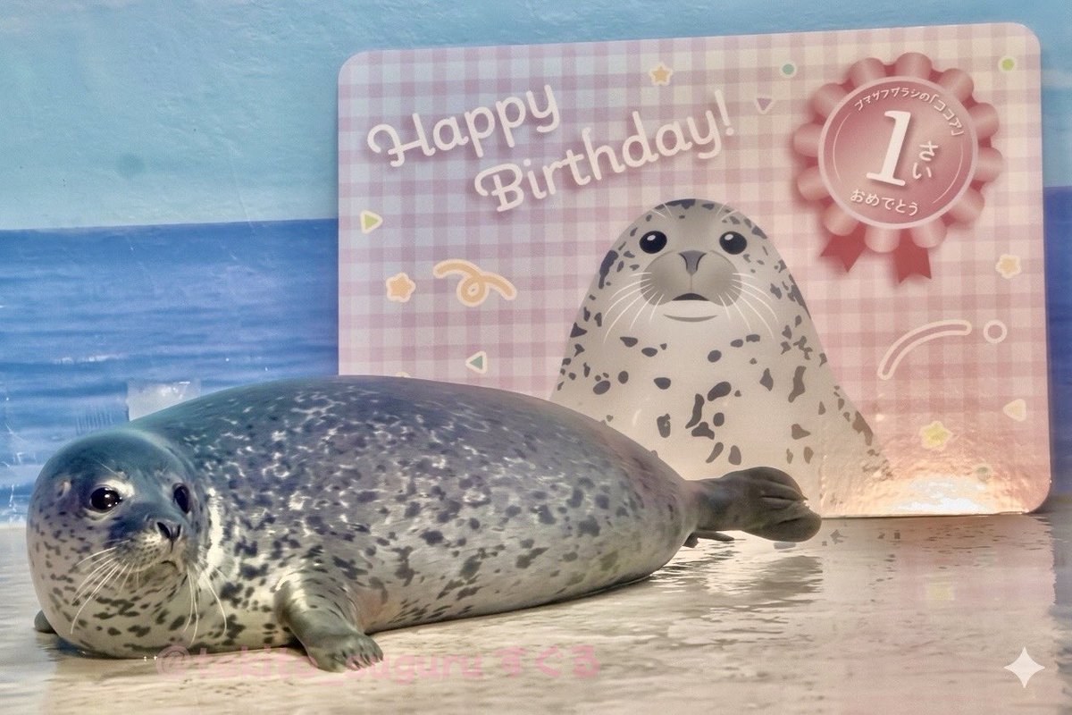 すぐる🦭 tweet media