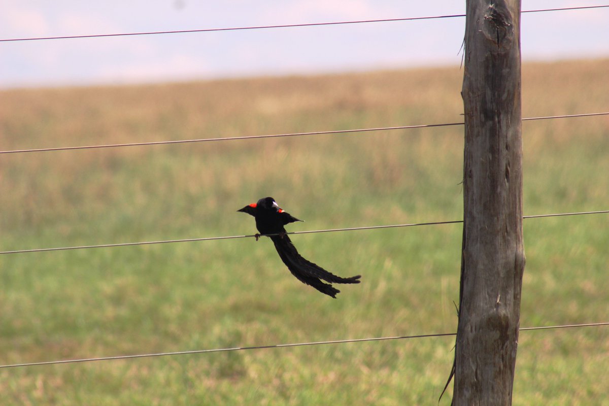 LisaNassamula's tweet image. Time to update the checklist🧾.

#Birding #TravelWithLambulaWildAdventures #NaturePhotography #VisitUganda