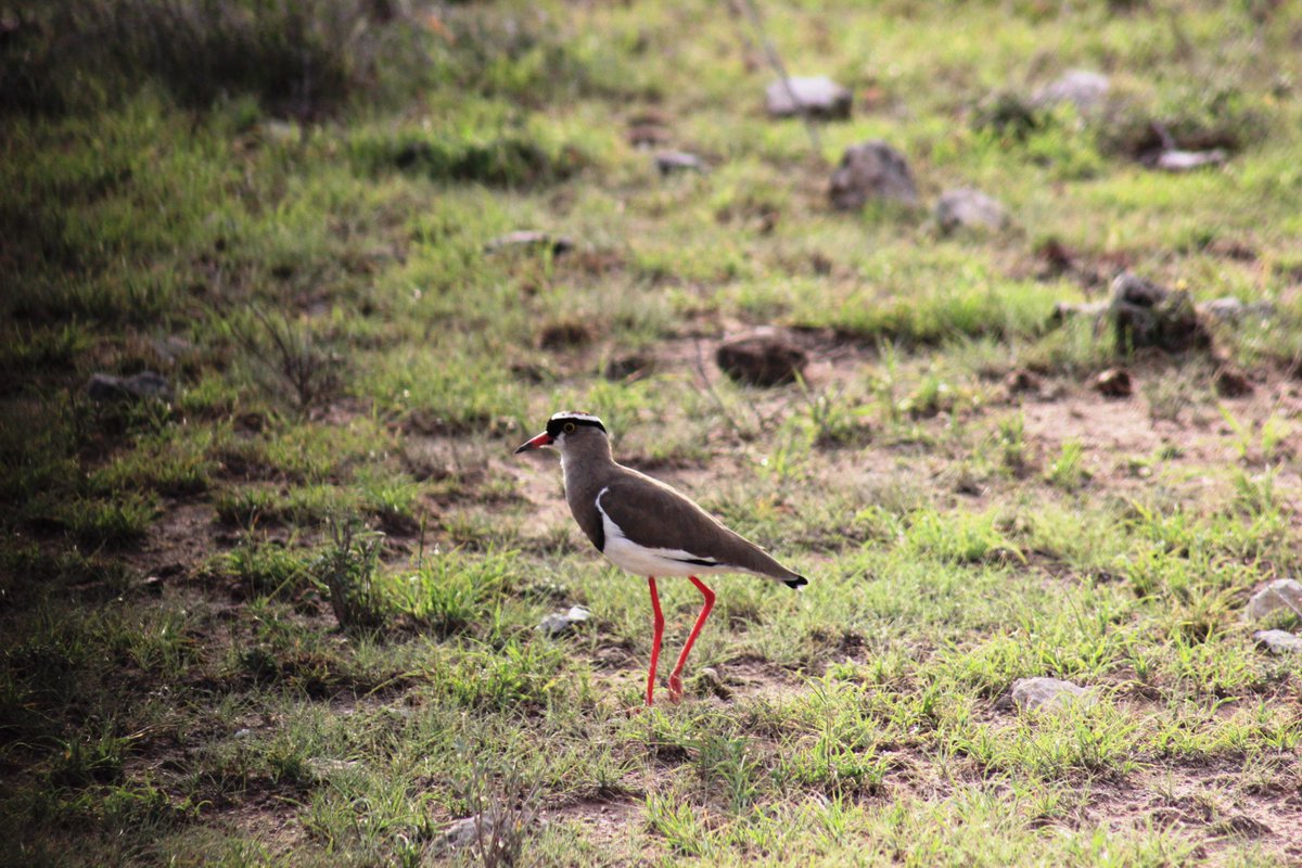LisaNassamula's tweet image. Time to update the checklist🧾.

#Birding #TravelWithLambulaWildAdventures #NaturePhotography #VisitUganda