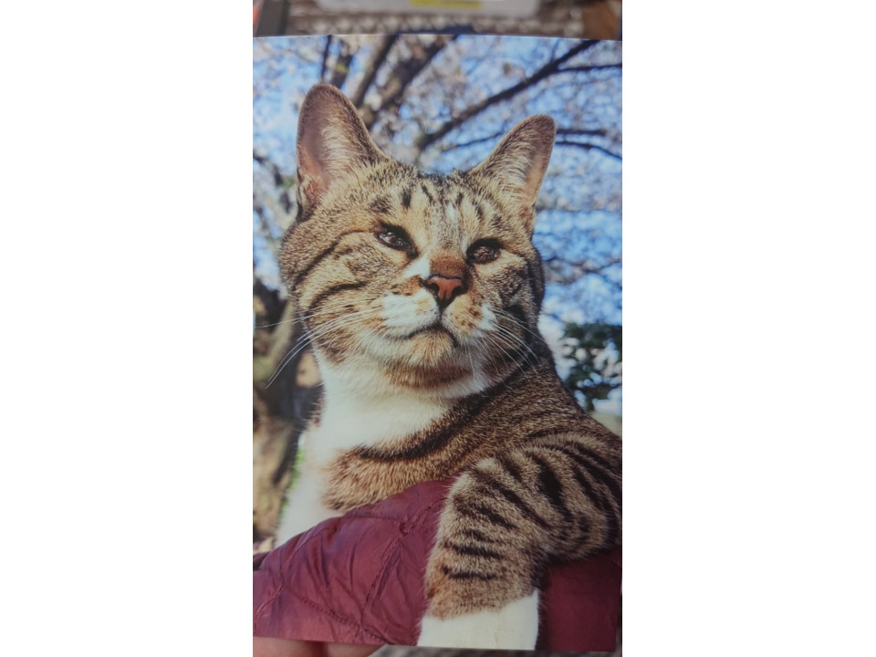 【ネコジルシ】迷い猫情報 tweet media