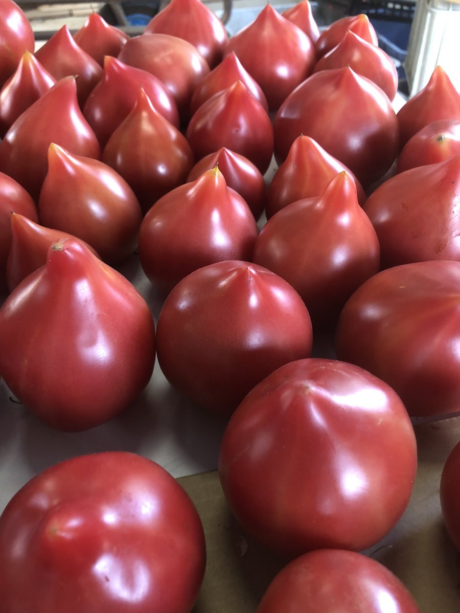 不治野 tweet media