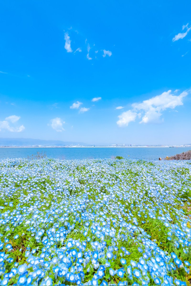 空に青。 tweet media