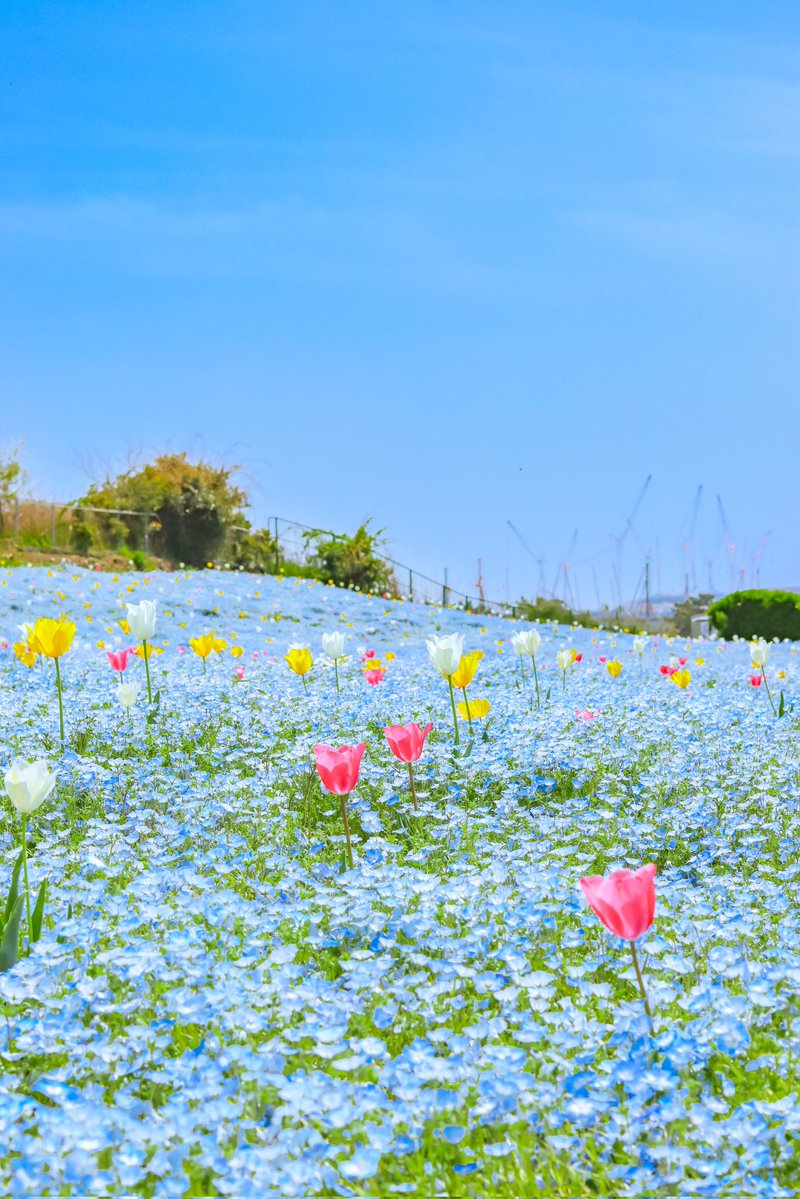 空に青。 tweet media