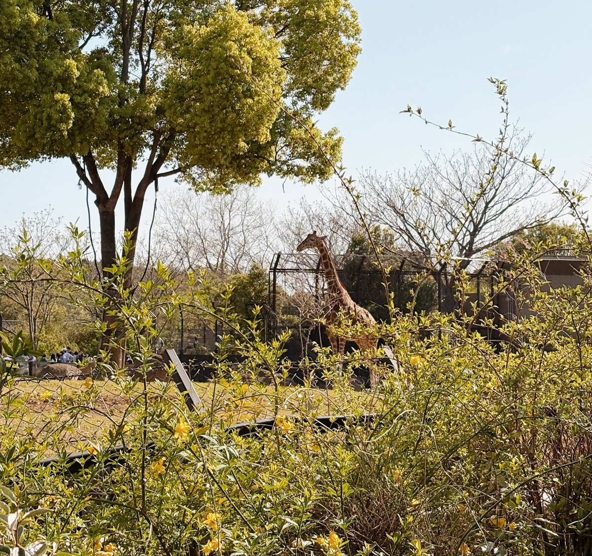 かのこ🌼AI×子育て×探究 tweet media