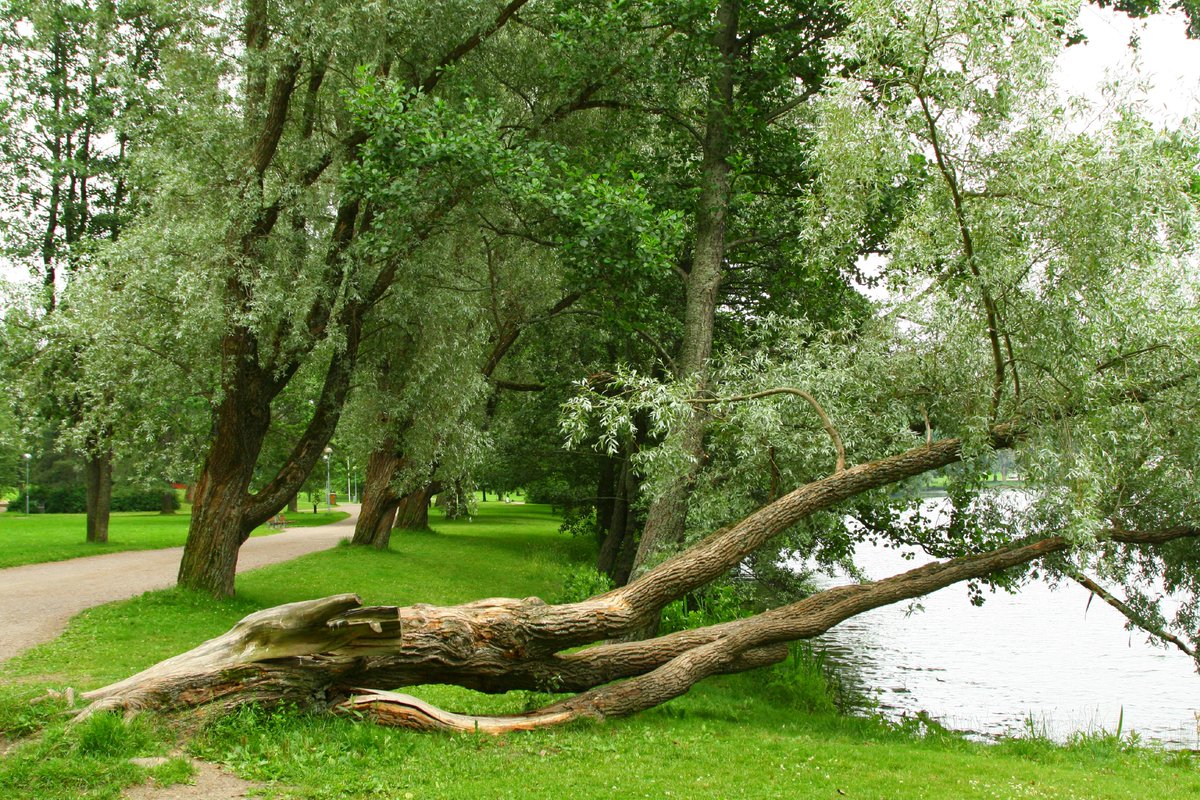 arboles_magicos's tweet photo. “Cuando una hoja cae, termina su historia individual. Pero al tocar el suelo, comienza la historia colectiva del bosque. Lo que fue luz convertida en vida vuelve a ser parte de la tierra.”

De "La vida es Luz almacenada" https://t.co/yaYsB0wNa7